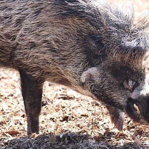 Visayan Warty pig