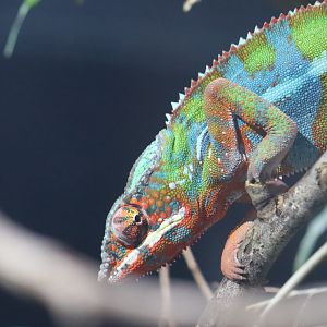 Panther Chameleon