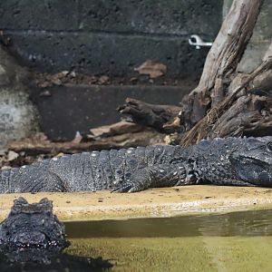 African Dwarf Crocodile