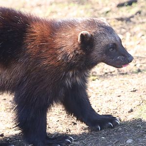 European Wolverine