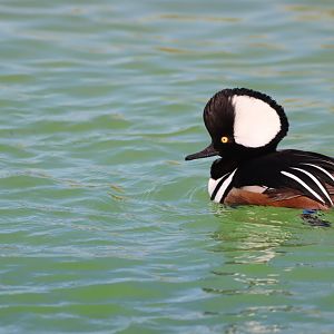 Hooded Merganser, Male