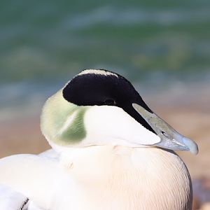 Common Eider, Male