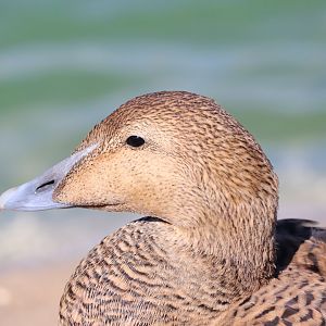 Common Eider, Female