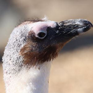 Moulting African Penguin