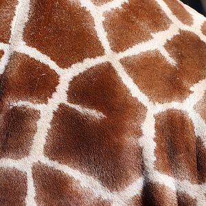 Reticulated Giraffe Fur