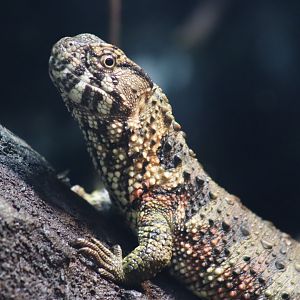 Chinese Crocodile Lizard