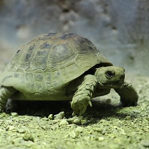 Middle Eastern Spur-Thighed Tortoise