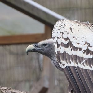 Common Rueppell's Griffon Vulture