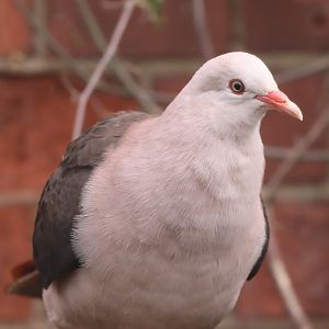 Pink Pigeon
