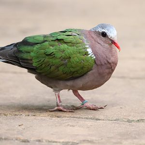 Grey-capped Emerald Dove