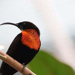 Scarlet-chested Sunbird