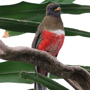Collared Trogon, Female