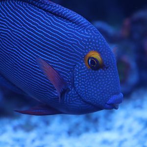 Spotted Surgeonfish