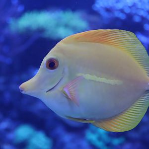 Yellow Tang