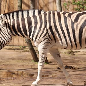 Chapman's Zebra