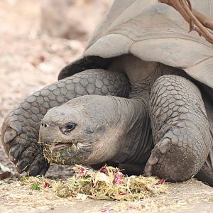 Galapagos Giant Tortoise