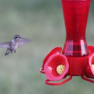 Ruby Throated Hummingbird
