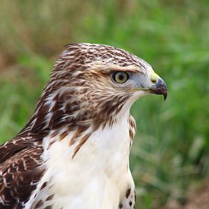 Red Tailed Hawk