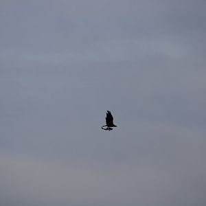 Osprey With Dinner