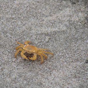 Unknown Crab Species