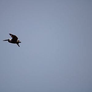 Brown Pelican