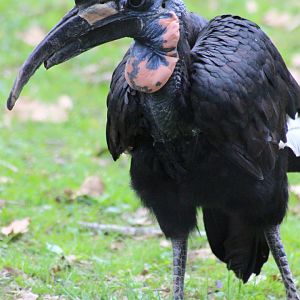 Abyssinian Ground Hornbill