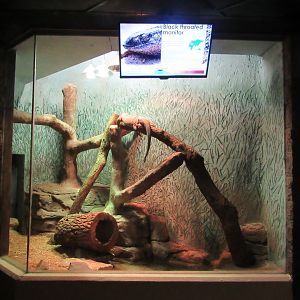 Learning Center - Black-throated Monitor Exhibit