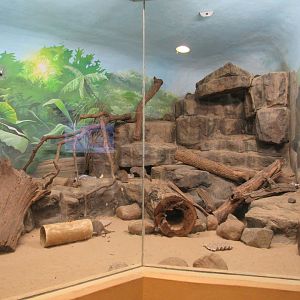 Learning Center - Banded Mongoose Exhibit