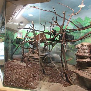 Learning Center - White-faced Saki Exhibit