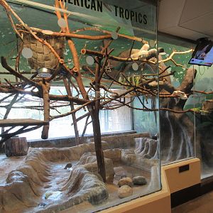 Learning Center - Common Marmoset, Sloth, and Sunbittern Exhibit