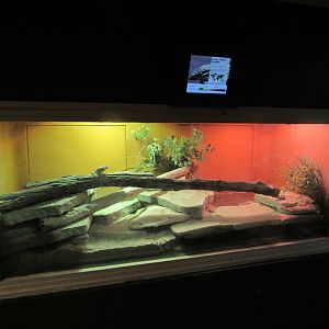 Learning Center - Spiny-tailed Monitor Tank