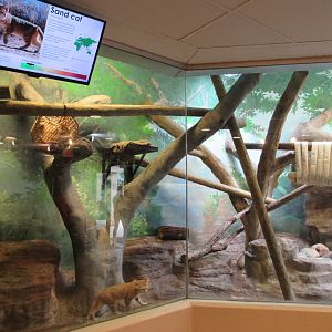 Learning Center - Sand Cat Exhibit