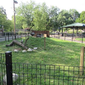 Americas - Southern Screamer Exhibit
