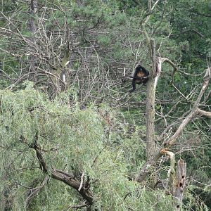 Americas - Mexican Spider Monkey in trees