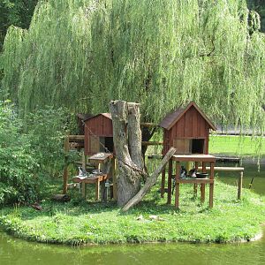 Ring-tailed Lemur Island