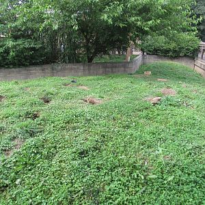 Americas - Prairie Dog Exhibit