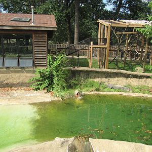 Americas - American Alligator Exhibit