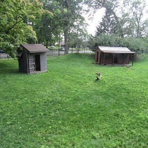 Australia - Kangaroo and Emu Yard