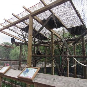 Americas - Howler Monkey, Squirrel Monkey Exhibit