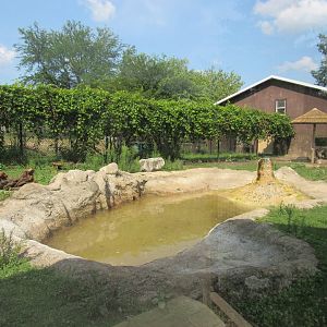Americas - Giant Anteater, Capybara Exhibit