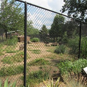 Americas - Chacoan Peccary Exhibit