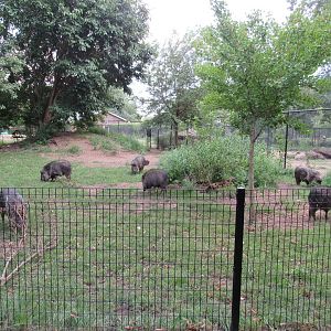 Americas - Chacoan Peccary second Exhibit