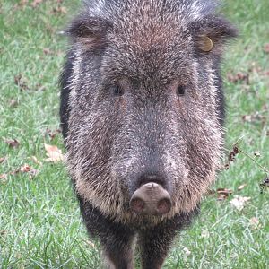 Americas - Chacoan Peccary