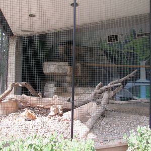 Americas - Red Fox Exhibit