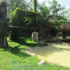 Americas - Bobcat Exhibit