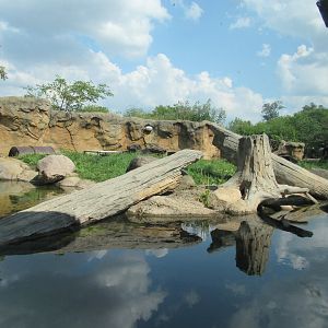 Americas - River Otter Exhibit