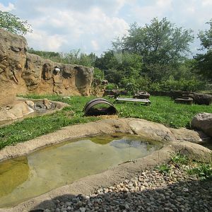 Americas - River Otter Exhibit