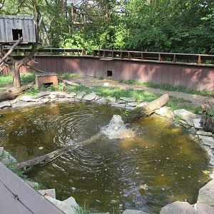 North American Porcupine, Blandings Turtle Exhibit