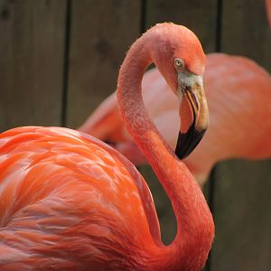 American Flamingo