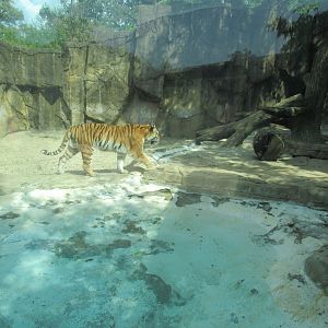Asia - Amur Tiger Exhibit